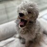 今年パパとママを亡くした甘えん坊のムサシくん サムネイル3