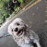 今年パパとママを亡くした甘えん坊のムサシくん サムネイル6