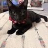 黒猫の仔猫2匹 サムネイル2