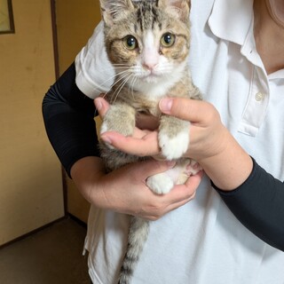 とても元気なサバ白の子猫です。