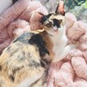 平日開催譲渡会10/7(水)美少女サツキちゃん