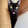 平日開催譲渡会10/7(水)くろみちゃん サムネイル2