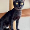平日開催譲渡会10/7(水)くろみちゃん サムネイル3