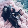 平日開催譲渡会10/7(水)くろみちゃん サムネイル4