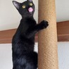 平日開催譲渡会10/7(水)くろみちゃん サムネイル5