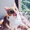4(日or7(水 カンタ君譲渡会デビュー☆ サムネイル2