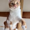 4(日or7(水 カンタ君譲渡会デビュー☆ サムネイル3