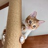 4(日or7(水 カンタ君譲渡会デビュー☆ サムネイル4