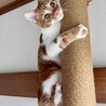 4(日or7(水 カンタ君譲渡会デビュー☆ サムネイル6