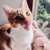 4(日or7(水 カンタ君譲渡会デビュー☆ サムネイル7