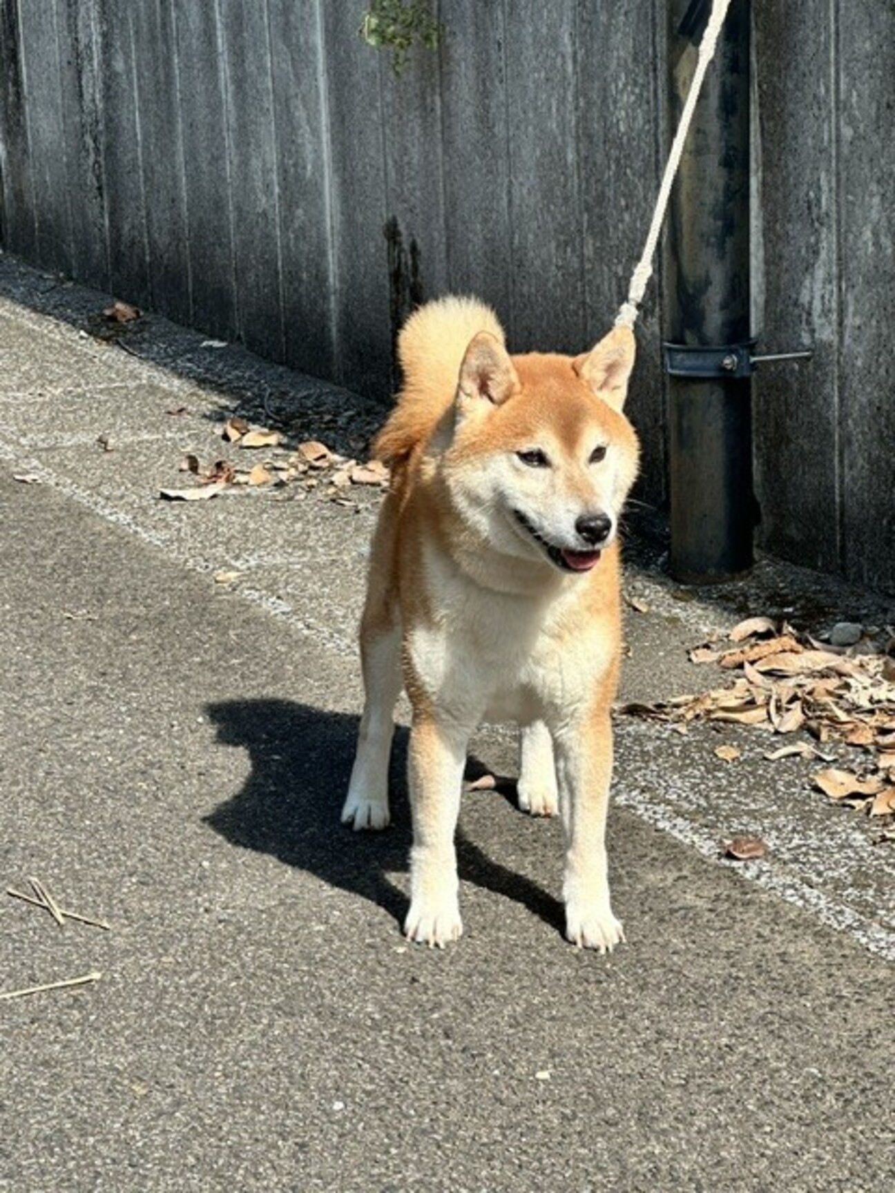 イケメン美柴 サムネイル1