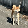 イケメン美柴 サムネイル1