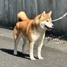 イケメン美柴 サムネイル2