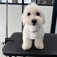 ハロ