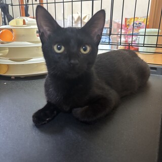 生後５ヶ月くらい　黒猫メス
