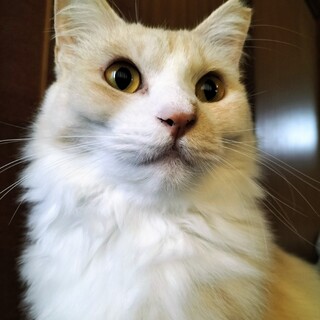 猫沼に誘う魅惑のキャラ&ボディ◇崩壊レスキュー