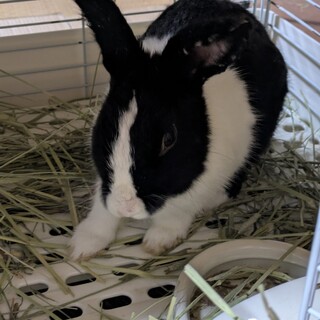 No.1336 佐野ナイーブハチ黒