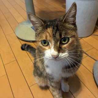 緊急募集10月中！三毛猫ウニちゃん甘えん坊
