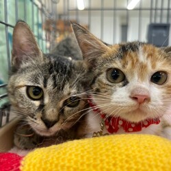 保護猫譲渡会　子猫たくさん　物販もあります サムネイル2