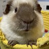 モルモット　4匹一緒にお迎え可能な方 サムネイル2