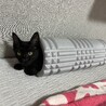 中毛？パヤふわがかわいいナノちゃん サムネイル2