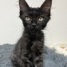 中毛？パヤふわがかわいいナノちゃん サムネイル3