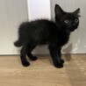 中毛？パヤふわがかわいいナノちゃん サムネイル4
