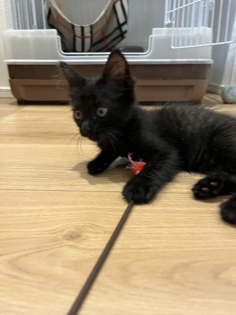 中毛？パヤふわがかわいいナノちゃん サムネイル5