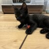 中毛？パヤふわがかわいいナノちゃん サムネイル5
