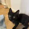 中毛？パヤふわがかわいいナノちゃん サムネイル6