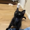 中毛？パヤふわがかわいいナノちゃん サムネイル7