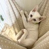 10/18譲渡会】生後３ヶ月控えめで猫好きな橋蔵 サムネイル3