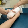 10/18譲渡会】生後３ヶ月控えめで猫好きな橋蔵 サムネイル4
