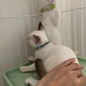 10/18譲渡会】怖がりだけど甘えんぼ！剛 サムネイル2