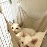 10/18譲渡会】怖がりだけど甘えんぼ！剛 サムネイル4
