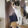人が大好き可愛い性格の女の子小夏ちゃん サムネイル1
