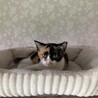 人が大好き可愛い性格の女の子小夏ちゃん サムネイル4