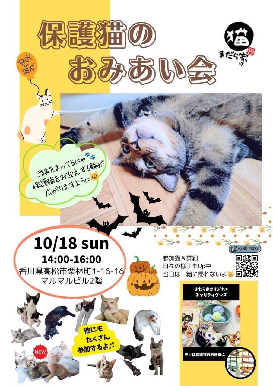10/18譲渡会】生後３ヶ月、食いしんぼ娘！やっこ サムネイル7