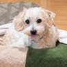 人が大好きな　ロビンくん サムネイル6