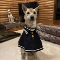 てんくん