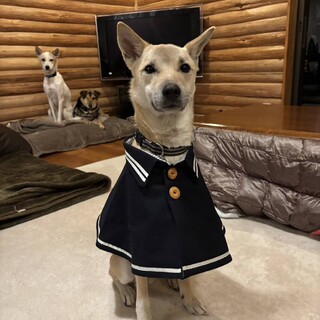 てんくん