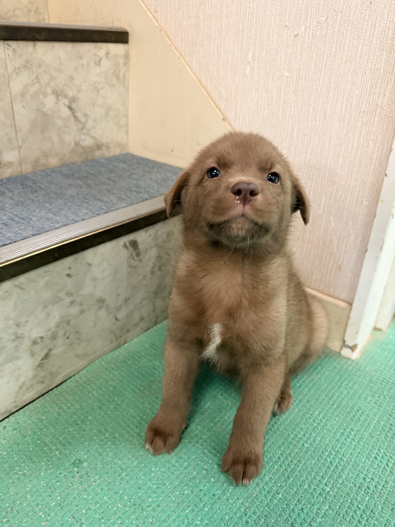 【チョコ色　2.5キロ】生後1ヶ月の明るい男のコ サムネイル1