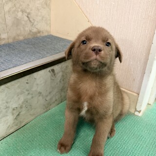 【チョコ色　2.5キロ】生後1ヶ月の明るい男のコ