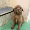 【チョコ色　2.5キロ】生後1ヶ月の明るい男のコ サムネイル1