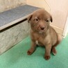 【チョコ色　2.5キロ】生後1ヶ月の明るい男のコ サムネイル2