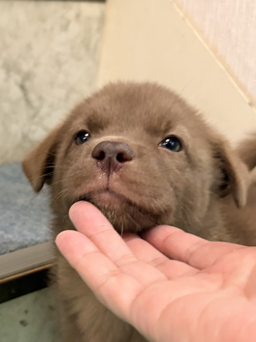 【チョコ色　2.5キロ】生後1ヶ月の明るい男のコ サムネイル3