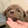 【チョコ色　2.5キロ】生後1ヶ月の明るい男のコ サムネイル3