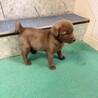 【チョコ色　2.5キロ】生後1ヶ月の明るい男のコ サムネイル4