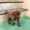 【チョコ色　2.5キロ】生後1ヶ月の明るい男のコ サムネイル5