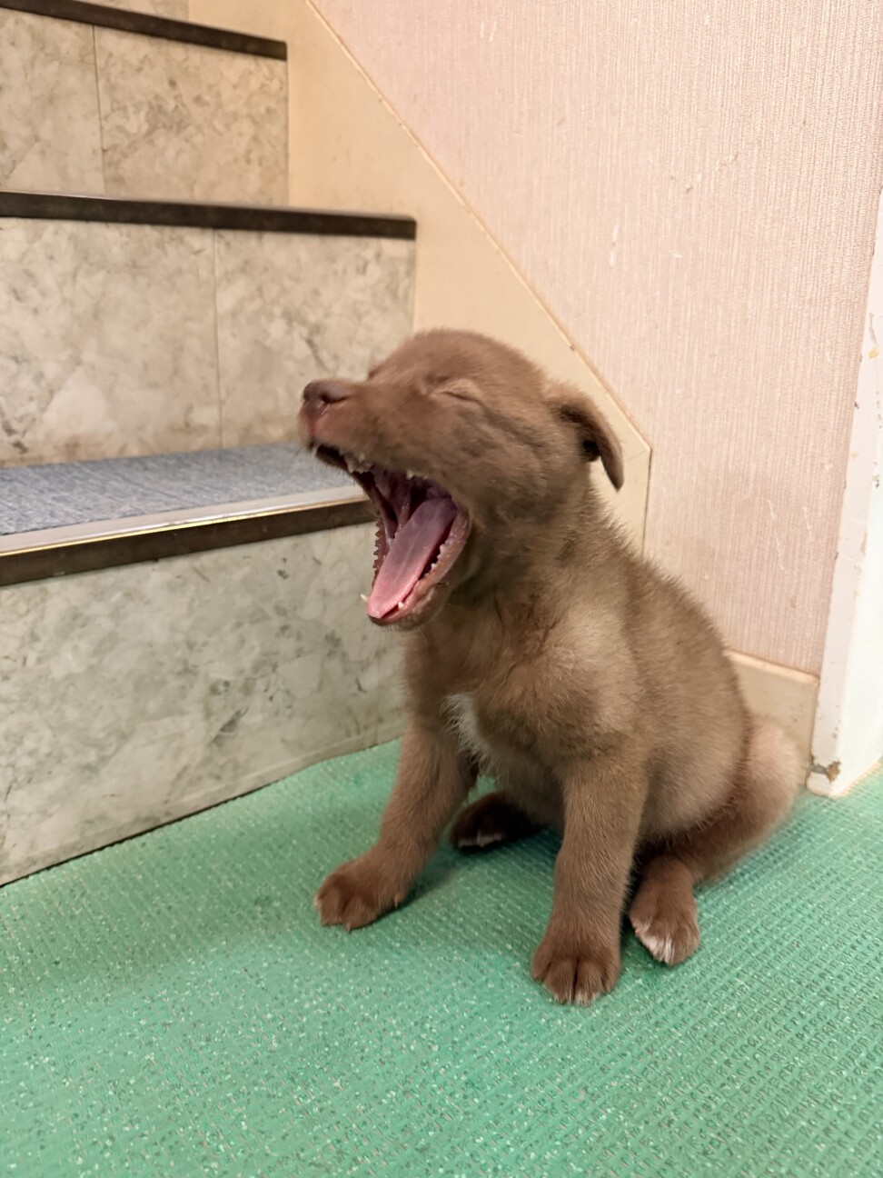 【チョコ色　2.5キロ】生後1ヶ月の明るい男のコ サムネイル6